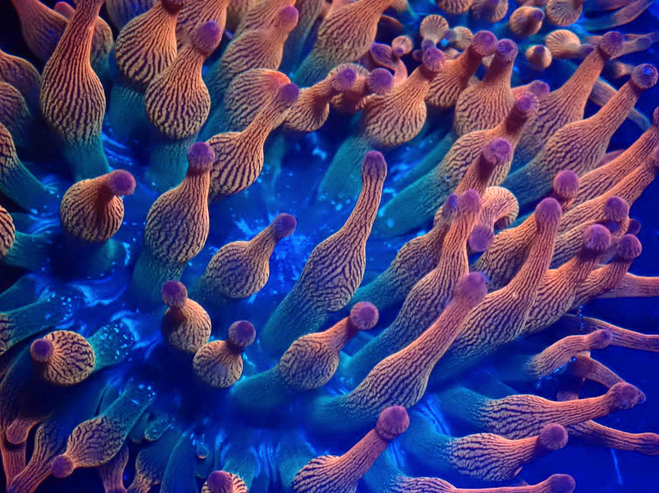 Bubble Tip Anemone
