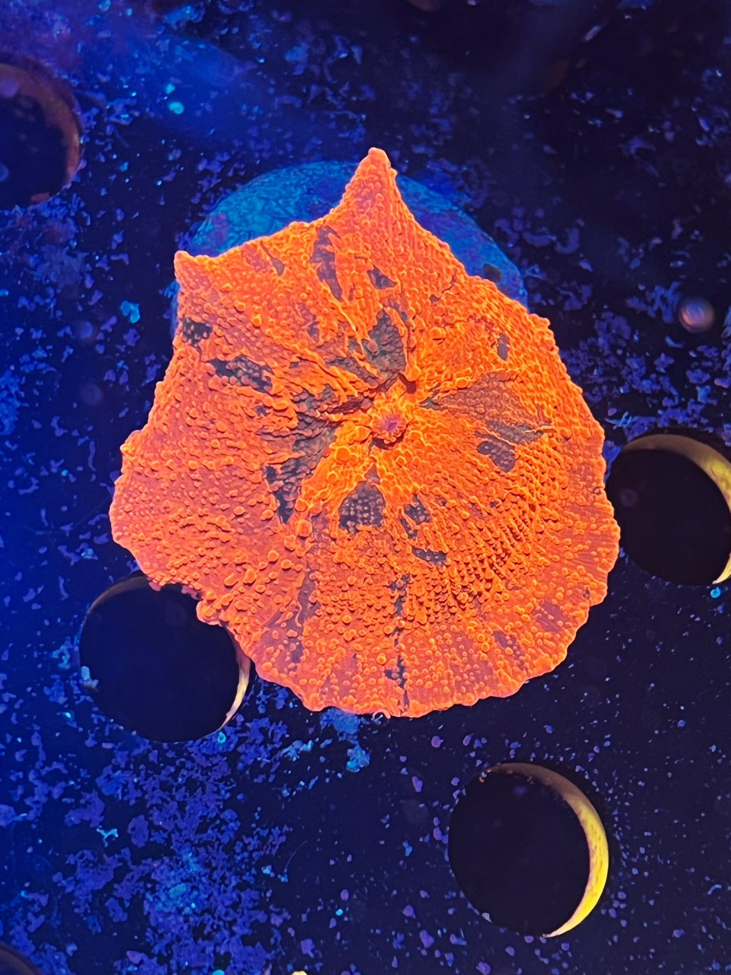 Candy Crush Mushroom