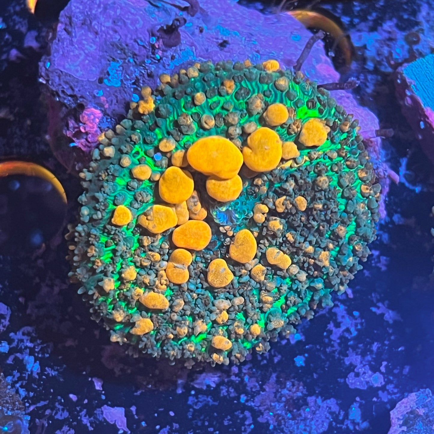 Sunkist Bounce Mushroom