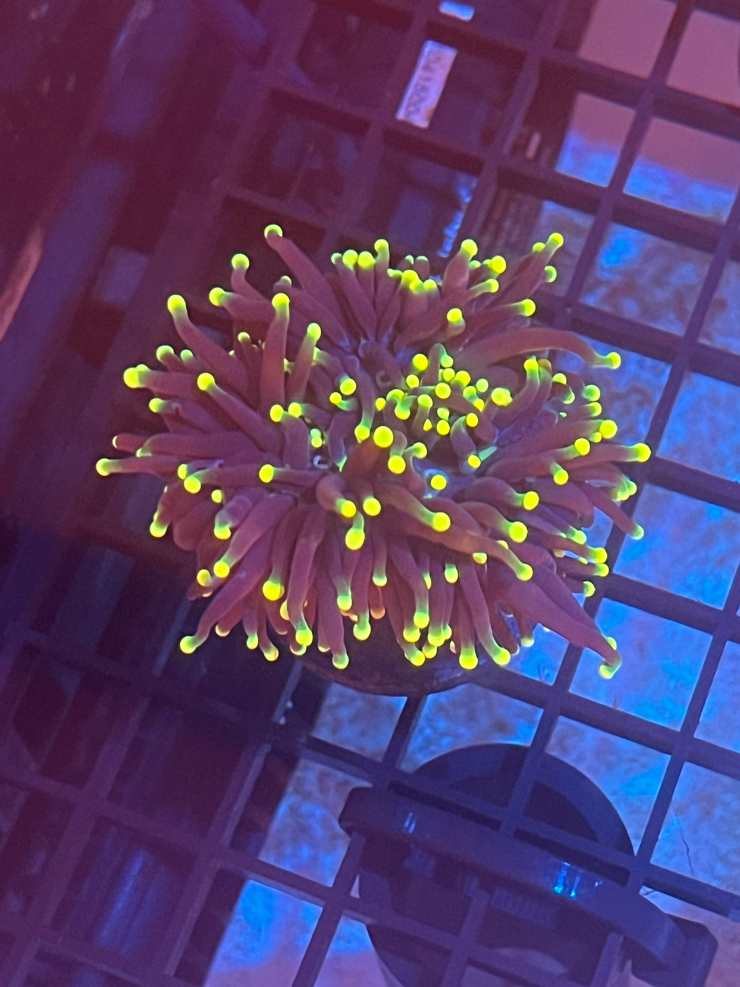 Indo Yellow Tip Torch