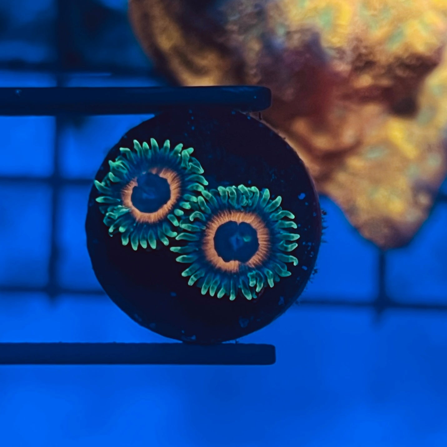 Eagle Eye Zoa