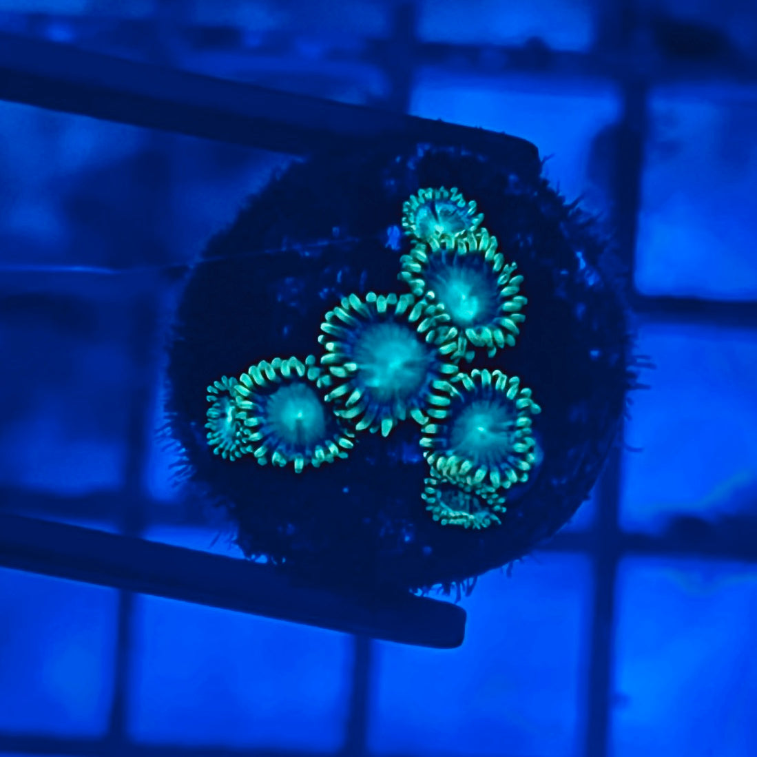 Eagle Eye Zoa